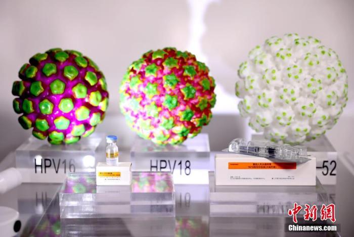 资料图:HPV病毒模型和疫苗。 王东明 摄
