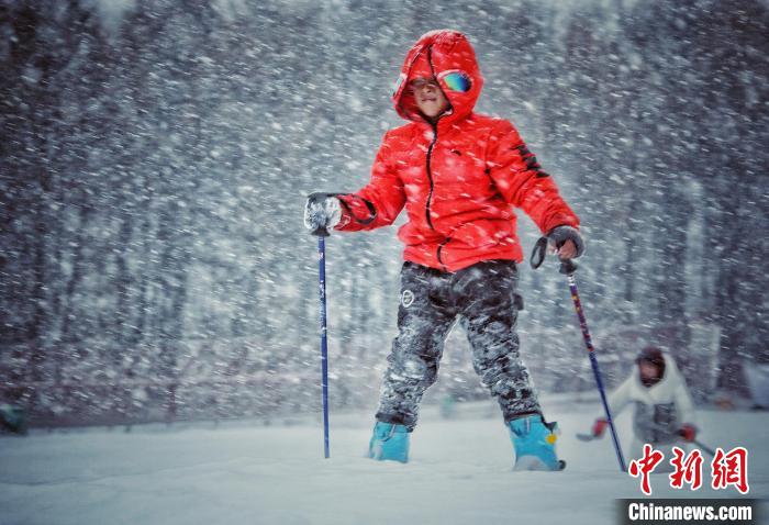 小雪友在雪中体验滑雪乐趣 陈柏良 摄