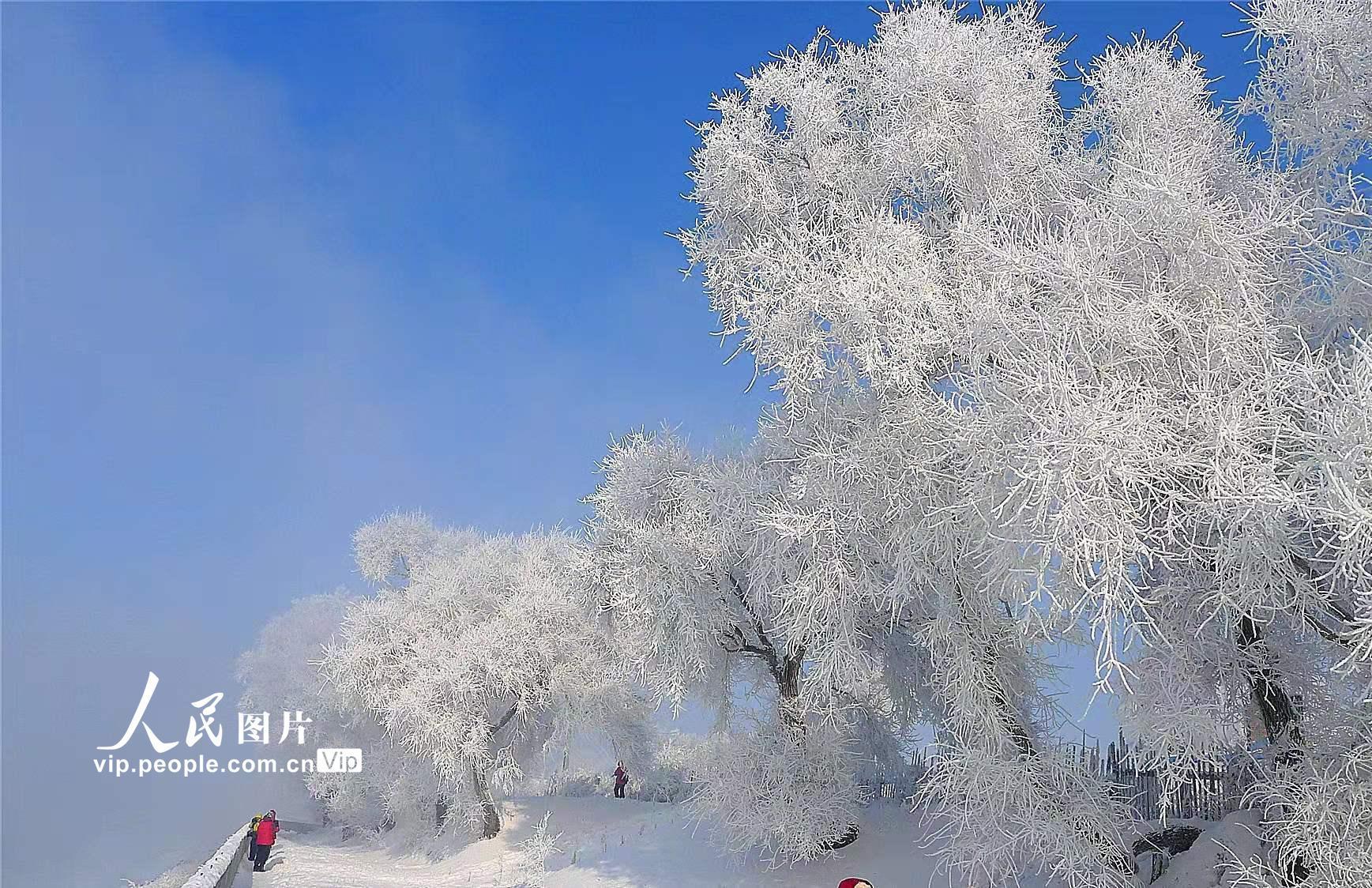 松花江岸现雾凇美景|雾凇_新浪新闻