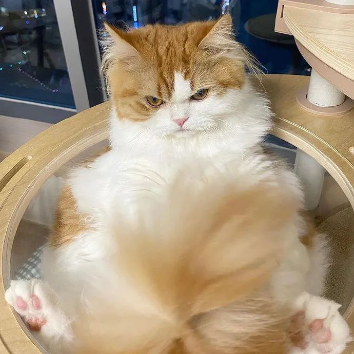 又凶又萌,有种倔强的可爱!|猫_新浪新闻