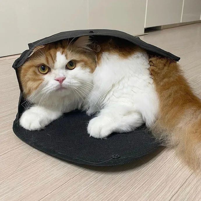 又凶又萌,有种倔强的可爱!|猫_新浪新闻