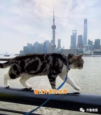 沉浸式的猫咪视角！山东农村有多绝？休闲区蓝鸢梦想 - Www.slyday.coM