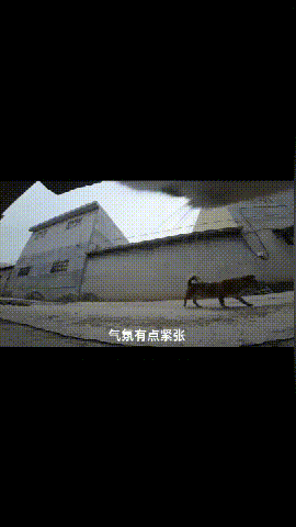 沉浸式的猫咪视角！山东农村有多绝？休闲区蓝鸢梦想 - Www.slyday.coM