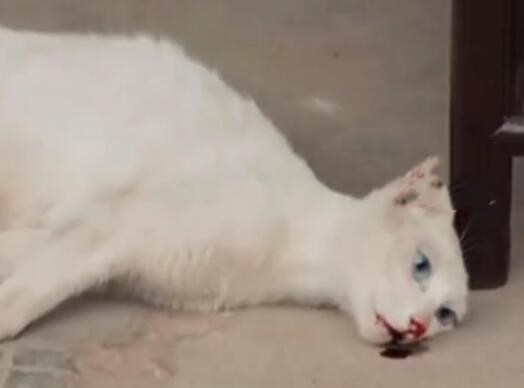 《当家主母》剧组虐猫事件最新进展!群演表示小猫是被电击致死的休闲区蓝鸢梦想 - Www.slyday.coM 《当家主母》剧组虐猫事件最新进展!群演表示小猫是被电击致死的休闲区蓝鸢梦想 - Www.slyday.coM