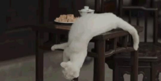 蒋勤勤回应了一个寂寞?《当家主母》群演爆料：猫当天就死了休闲区蓝鸢梦想 - Www.slyday.coM