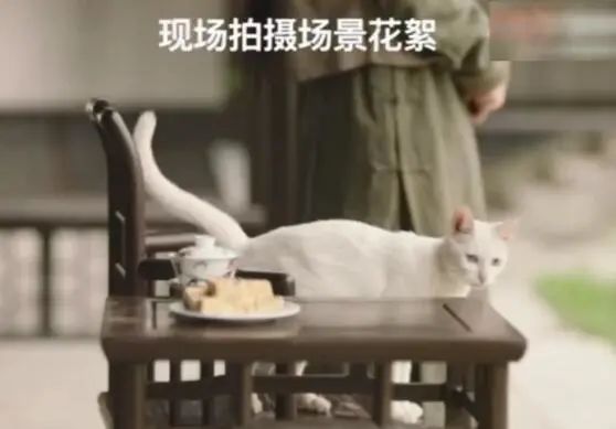 于正新剧《当家主母》被质疑虐猫，回应却频频翻车休闲区蓝鸢梦想 - Www.slyday.coM