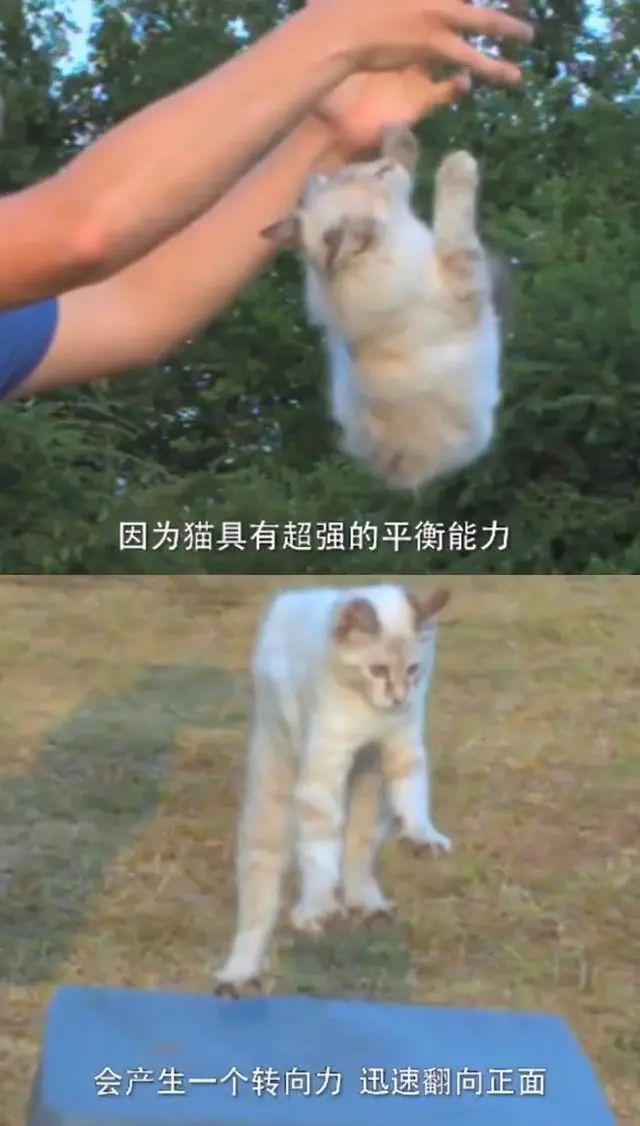 于正新剧《当家主母》被质疑虐猫，回应却频频翻车休闲区蓝鸢梦想 - Www.slyday.coM