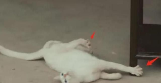 蒋勤勤回应了一个寂寞?《当家主母》群演爆料：猫当天就死了休闲区蓝鸢梦想 - Www.slyday.coM