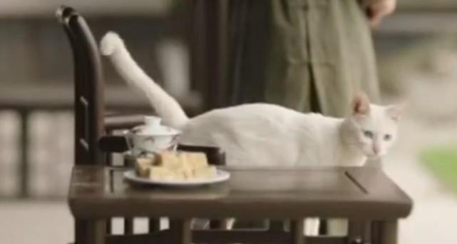 《当家主母》剧组虐猫事件最新进展!群演表示小猫是被电击致死的休闲区蓝鸢梦想 - Www.slyday.coM 《当家主母》剧组虐猫事件最新进展!群演表示小猫是被电击致死的休闲区蓝鸢梦想 - Www.slyday.coM