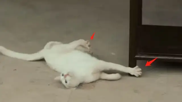 《当家》群演发声了！称猫被电死当天就埋了，同场演员删评不回应休闲区蓝鸢梦想 - Www.slyday.coM