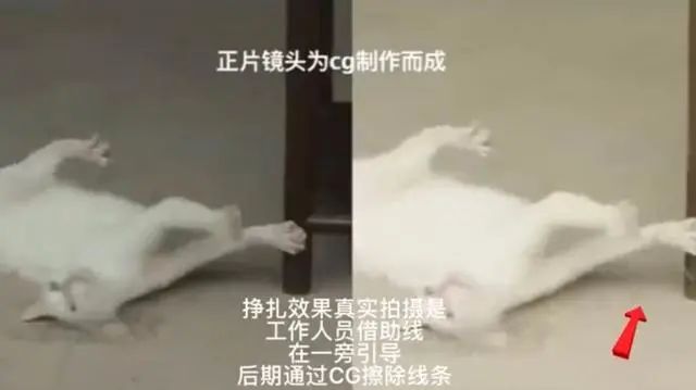 于正新剧《当家主母》被质疑虐猫，回应却频频翻车休闲区蓝鸢梦想 - Www.slyday.coM