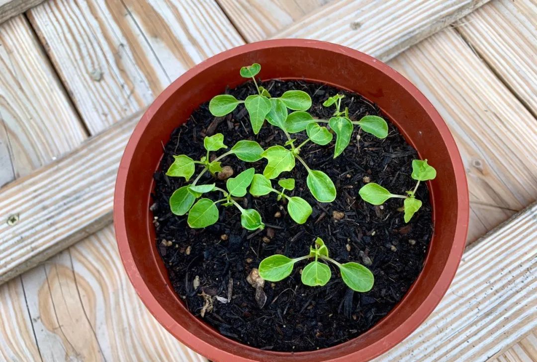 用番木瓜的籽播种培育幼苗,养成阳台的盆栽观叶植物|番木瓜|盆栽|播种