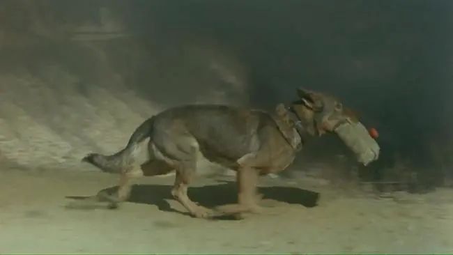 于正新剧《当家主母》被质疑虐猫，回应却频频翻车休闲区蓝鸢梦想 - Www.slyday.coM