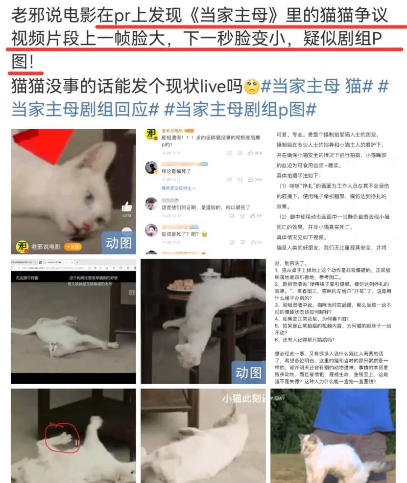 于正新剧《当家主母》被质疑虐猫，回应却频频翻车休闲区蓝鸢梦想 - Www.slyday.coM