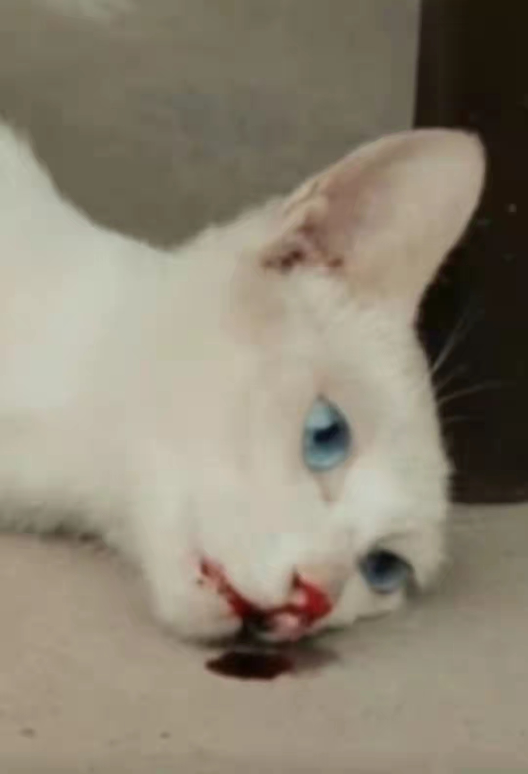 《当家主母》小猫事件反转，群演曝猫已被电死，剧组演员集体失声休闲区蓝鸢梦想 - Www.slyday.coM