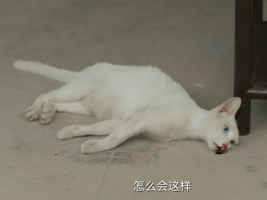 疑群演证实《当家主母》电死小猫,评分持续下跌,于正遭网友咒骂休闲区蓝鸢梦想 - Www.slyday.coM 疑群演证实《当家主母》电死小猫,评分持续下跌,于正遭网友咒骂休闲区蓝鸢梦想 - Www.slyday.coM