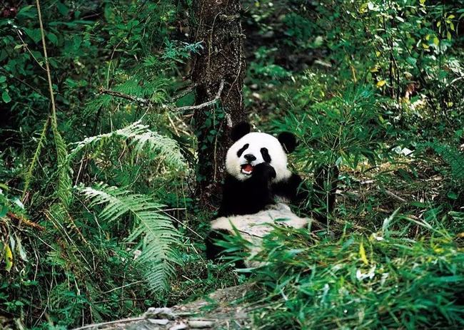 地形,海拔等因素依旧比较温暖,成为了动物们的庇护所,大熊猫所生活的