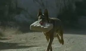 于正新剧《当家主母》被质疑虐猫，回应却频频翻车休闲区蓝鸢梦想 - Www.slyday.coM