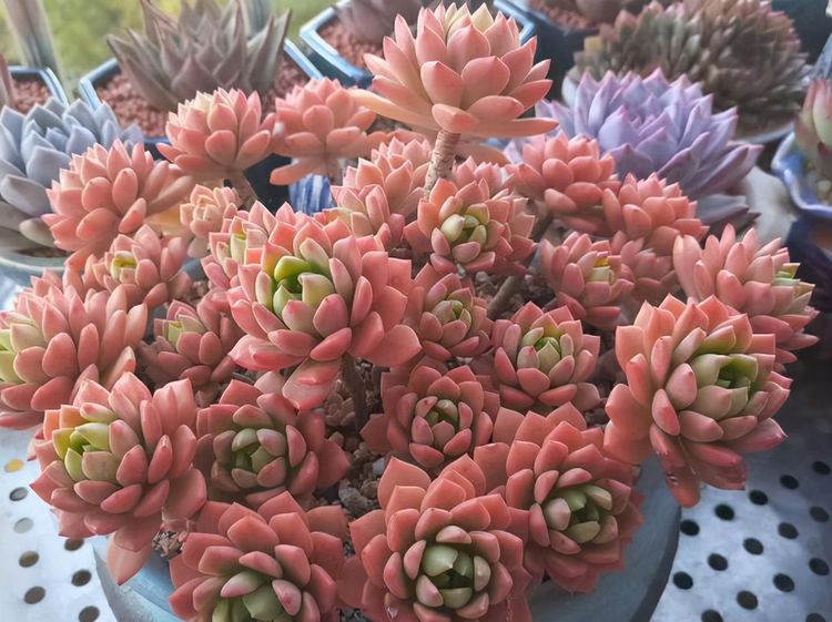 养多肉马库斯花友们遇到的4个问题说一下我的答案