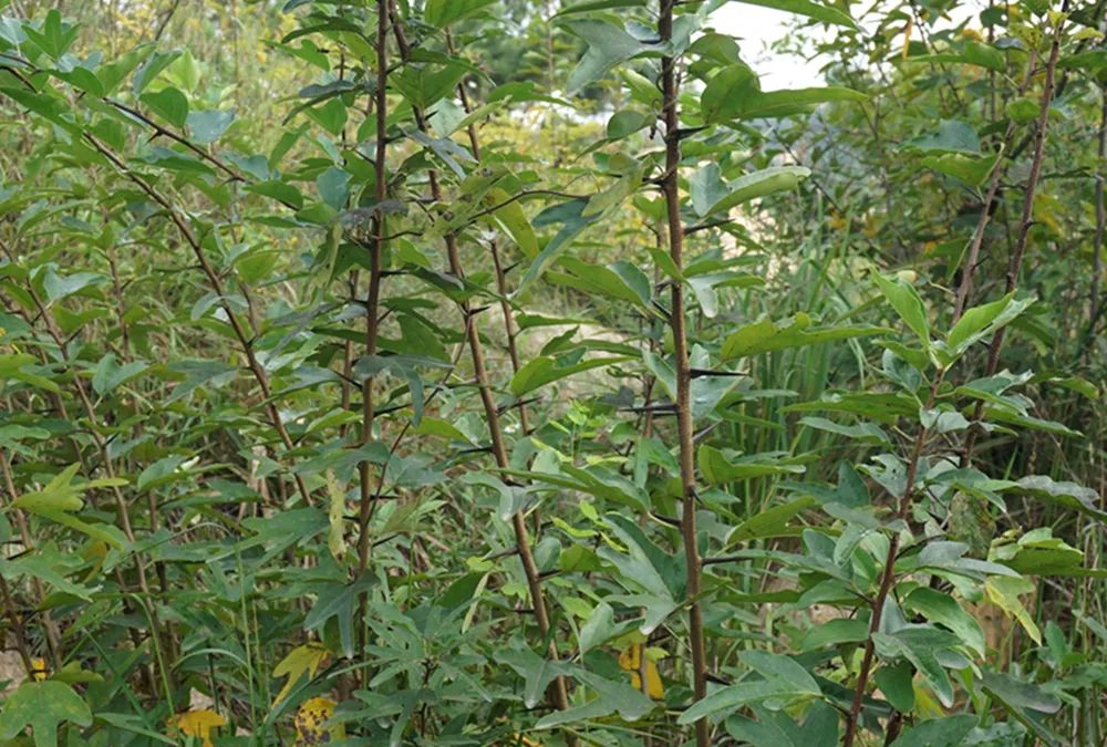 柘树图片(柘树图片 百度百科)