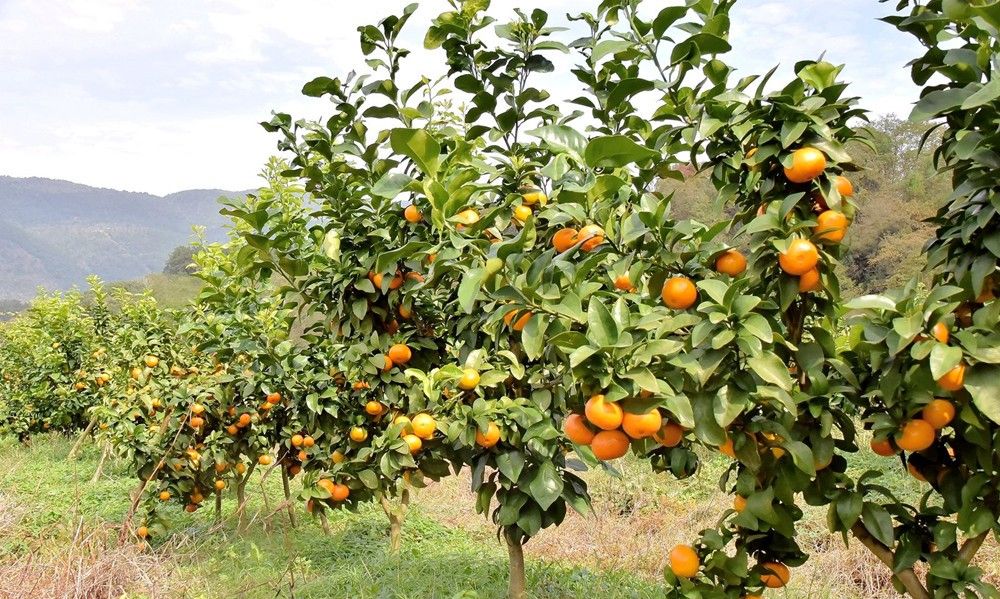 慈利县的果园丰收啦|果园|橘园|慈利县_新浪新闻