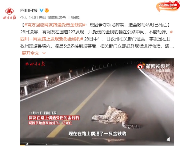 官方回应网友路遇受伤金钱豹伤势过重不幸死亡