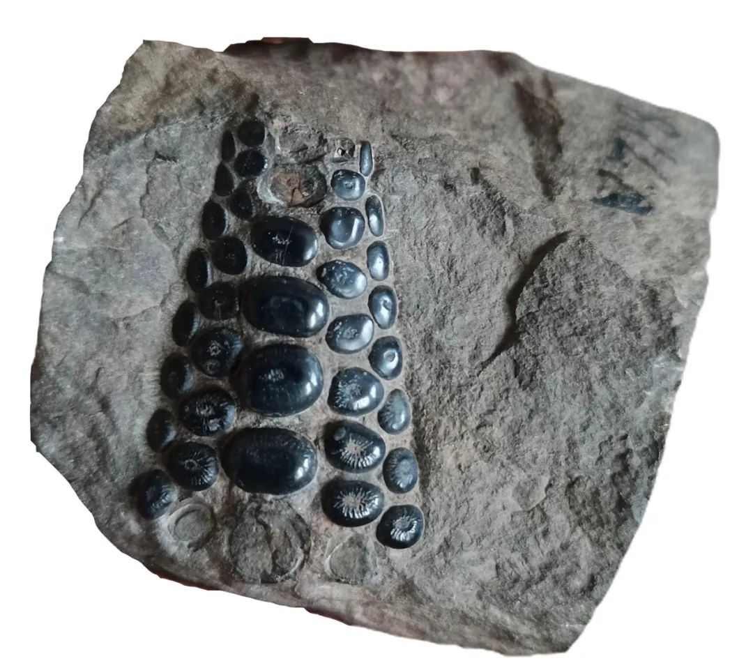 图为李璞先生从西藏昌都带回北京的西藏硬齿鱼化石,现藏于中国科学院