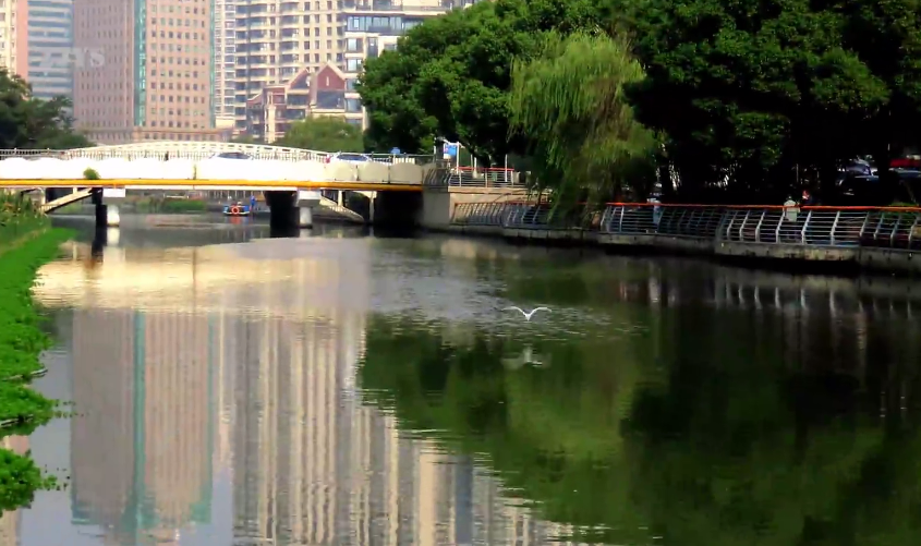 上海蒲汇塘从"徐汇臭河浜"变身"田林小滨江,还有白鹭把这里当作栖息