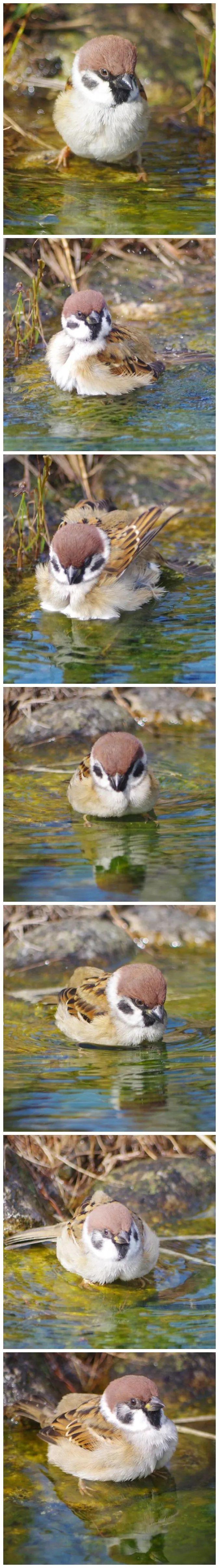 年度保留节目,又奶又凶胖麻雀洗澡!