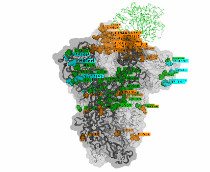 奥密克戎在新冠病毒刺突蛋白上携带的变异（图片来源：全球共享流感数据倡议组织，gisaid.org）
