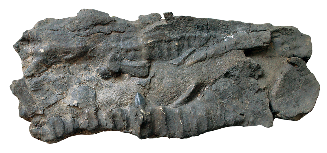 喜马拉雅山鱼龙化石图片