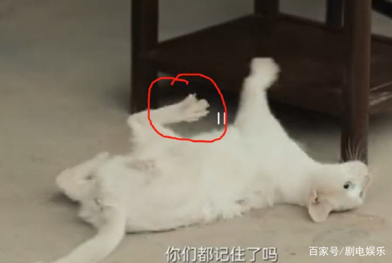 群演爆料,《当家主母》里的猫早已被“活活电死”,评分跌至3.1休闲区蓝鸢梦想 - Www.slyday.coM