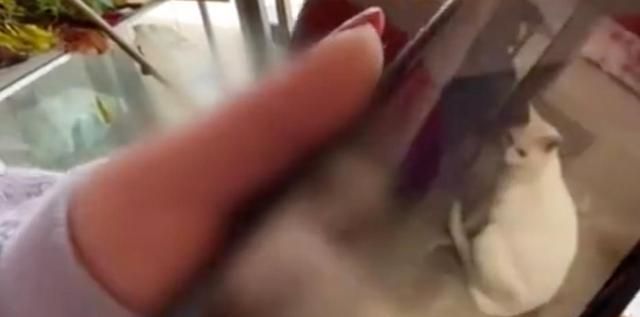 群演爆料,《当家主母》里的猫早已被“活活电死”,评分跌至3.1休闲区蓝鸢梦想 - Www.slyday.coM