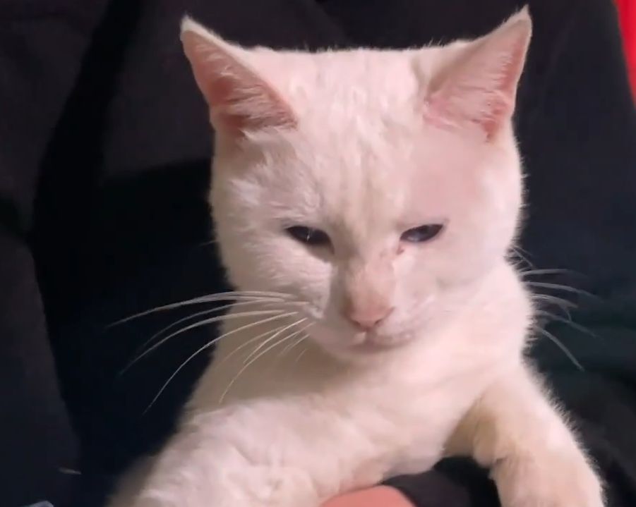 《当家主母》跌至2.9分？剧组晒假猫糊弄网友，评论区再度翻车休闲区蓝鸢梦想 - Www.slyday.coM