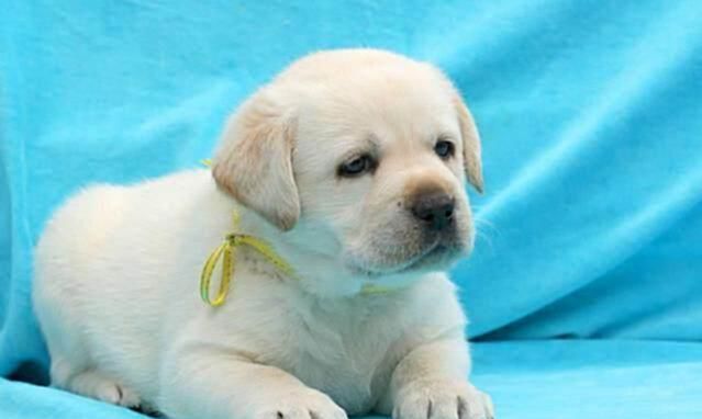 心理测试：选一个你最喜欢的狗狗，测出有多少人正在暗恋着你呢！休闲区蓝鸢梦想 - Www.slyday.coM