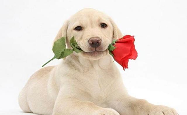 心理测试：选一个你最喜欢的狗狗，测出有多少人正在暗恋着你呢！休闲区蓝鸢梦想 - Www.slyday.coM