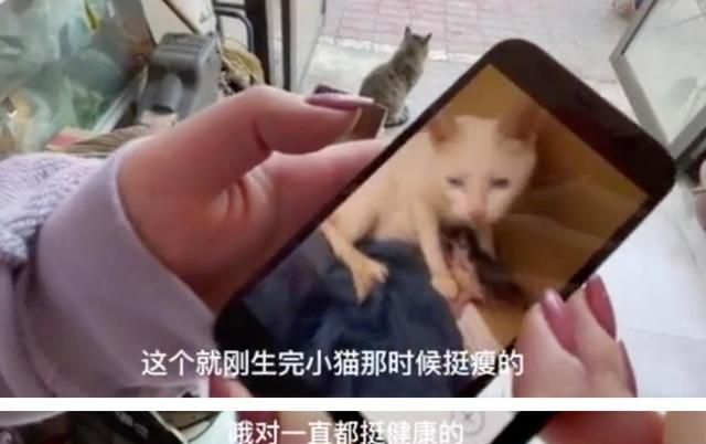 群演爆料,《当家主母》里的猫早已被“活活电死”,评分跌至3.1休闲区蓝鸢梦想 - Www.slyday.coM