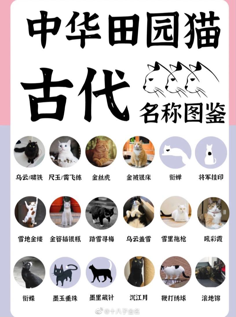 中华田园猫们在古代叫什么?|新星|雅名|橘猫|狸花猫|外表_新浪新闻