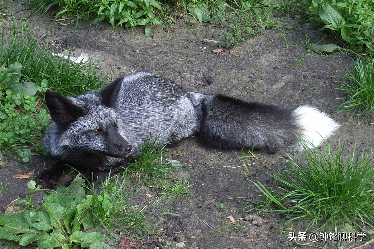 罕见银黑狐现身北京专家这不是好事或威胁当地狐狸生存