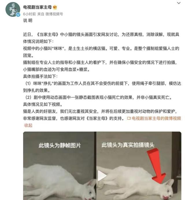 全网关心的猫咪回家了!《当家主母》剧组再晒视频回应争议休闲区蓝鸢梦想 - Www.slyday.coM