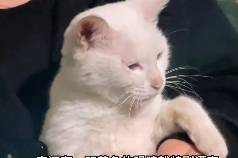 《当家主母》跌至2.9分？剧组晒假猫糊弄网友，评论区再度翻车休闲区蓝鸢梦想 - Www.slyday.coM