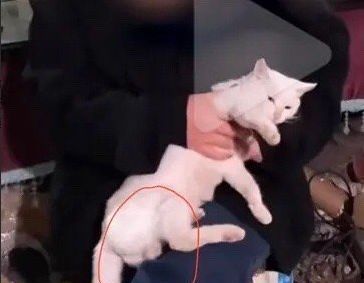 《当家主母》跌至2.9分？剧组晒假猫糊弄网友，评论区再度翻车休闲区蓝鸢梦想 - Www.slyday.coM