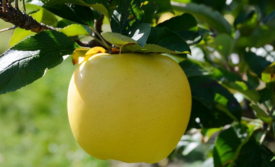 黄色苹果迎来黄金时刻5个知名黄色苹果品种你更看好哪一个