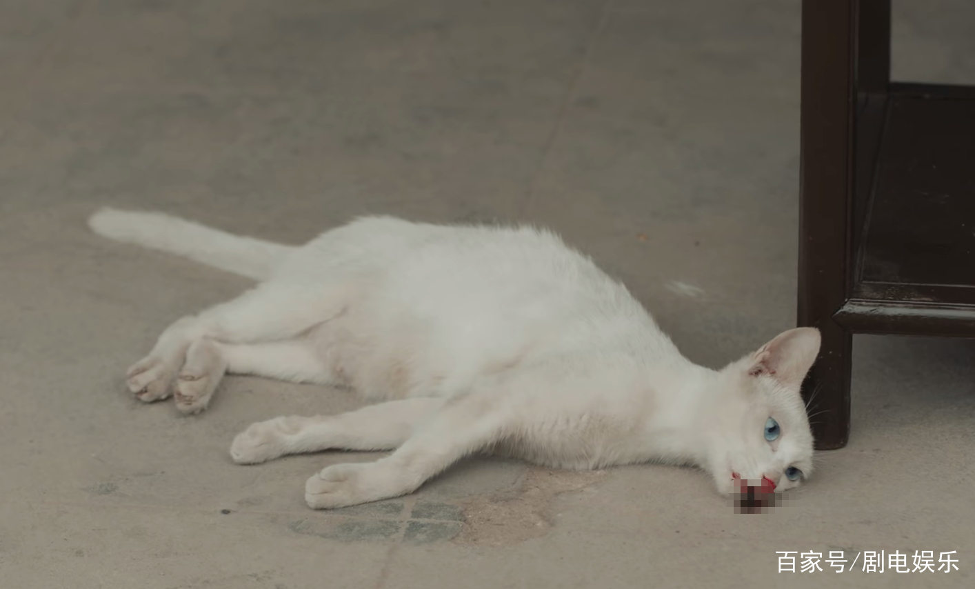 群演爆料,《当家主母》里的猫早已被“活活电死”,评分跌至3.1休闲区蓝鸢梦想 - Www.slyday.coM