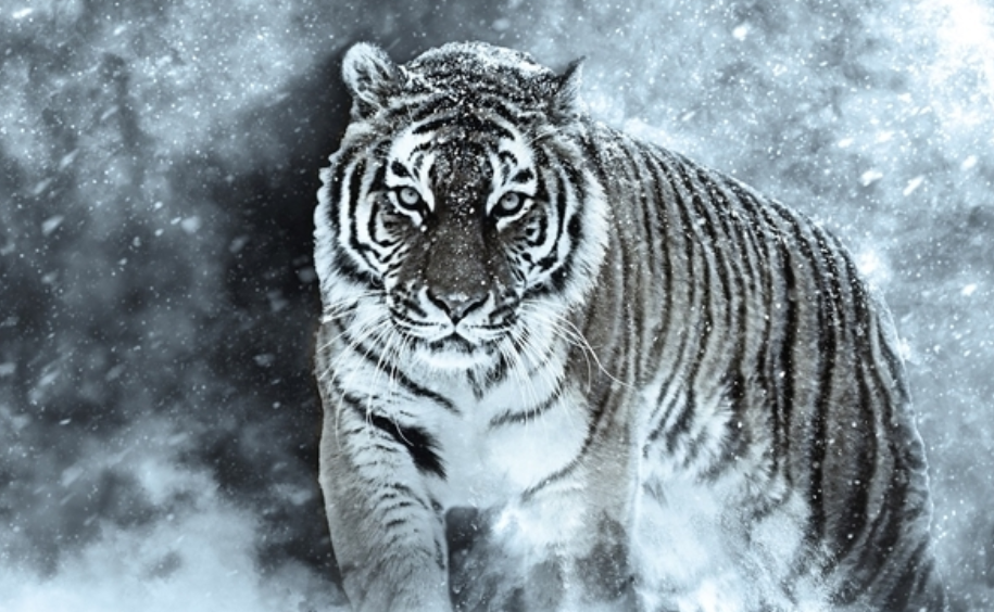 男子遇拦路东北虎相距仅5米对视1分钟后离开攻击人怎么办