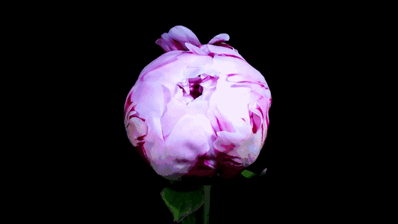 我们一起来感受一下吧!60张开花瞬间的动图,你见过花开时的灵动吗?