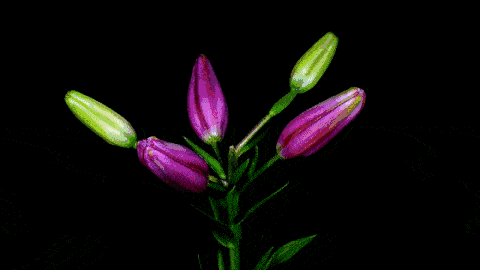 60种花开瞬间刹那芳华