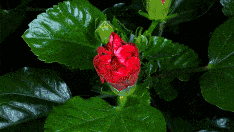 480_270gif 动态图 动图