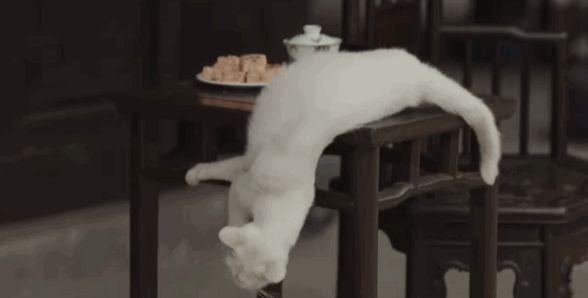 全网关心的猫咪回家了!《当家主母》剧组再晒视频回应争议休闲区蓝鸢梦想 - Www.slyday.coM