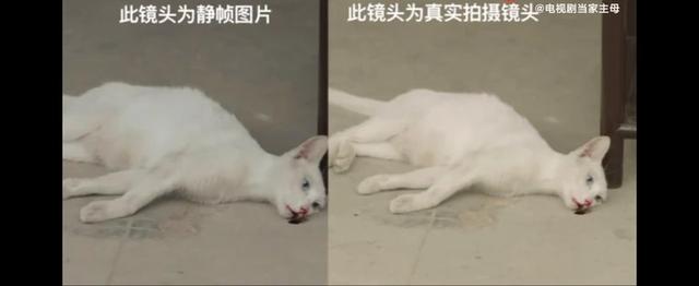 《当家主母》报警后小猫开社交账号亲证未死？网友质疑剧组找错猫休闲区蓝鸢梦想 - Www.slyday.coM